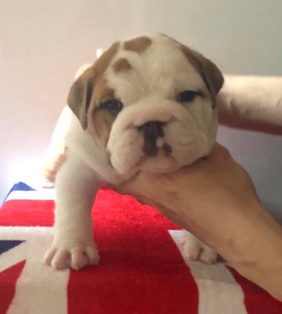 Des P’tits Chamalow - Chiots disponibles - Bulldog Anglais