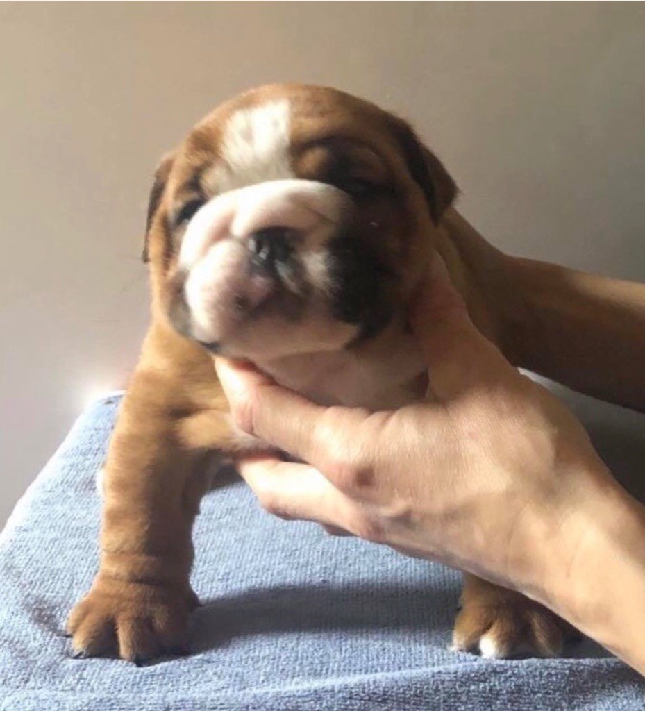 Des P’tits Chamalow - Chiots disponibles - Bulldog Anglais