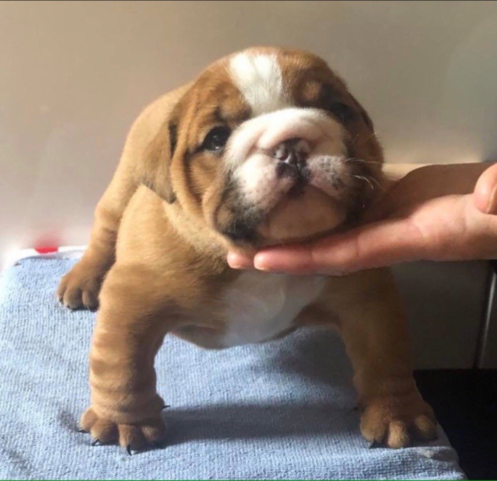 Des P’tits Chamalow - Chiots disponibles - Bulldog Anglais