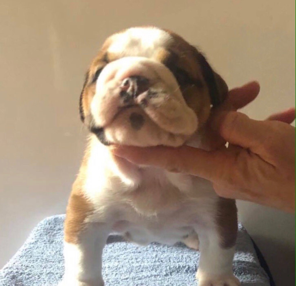 Des P’tits Chamalow - Chiots disponibles - Bulldog Anglais