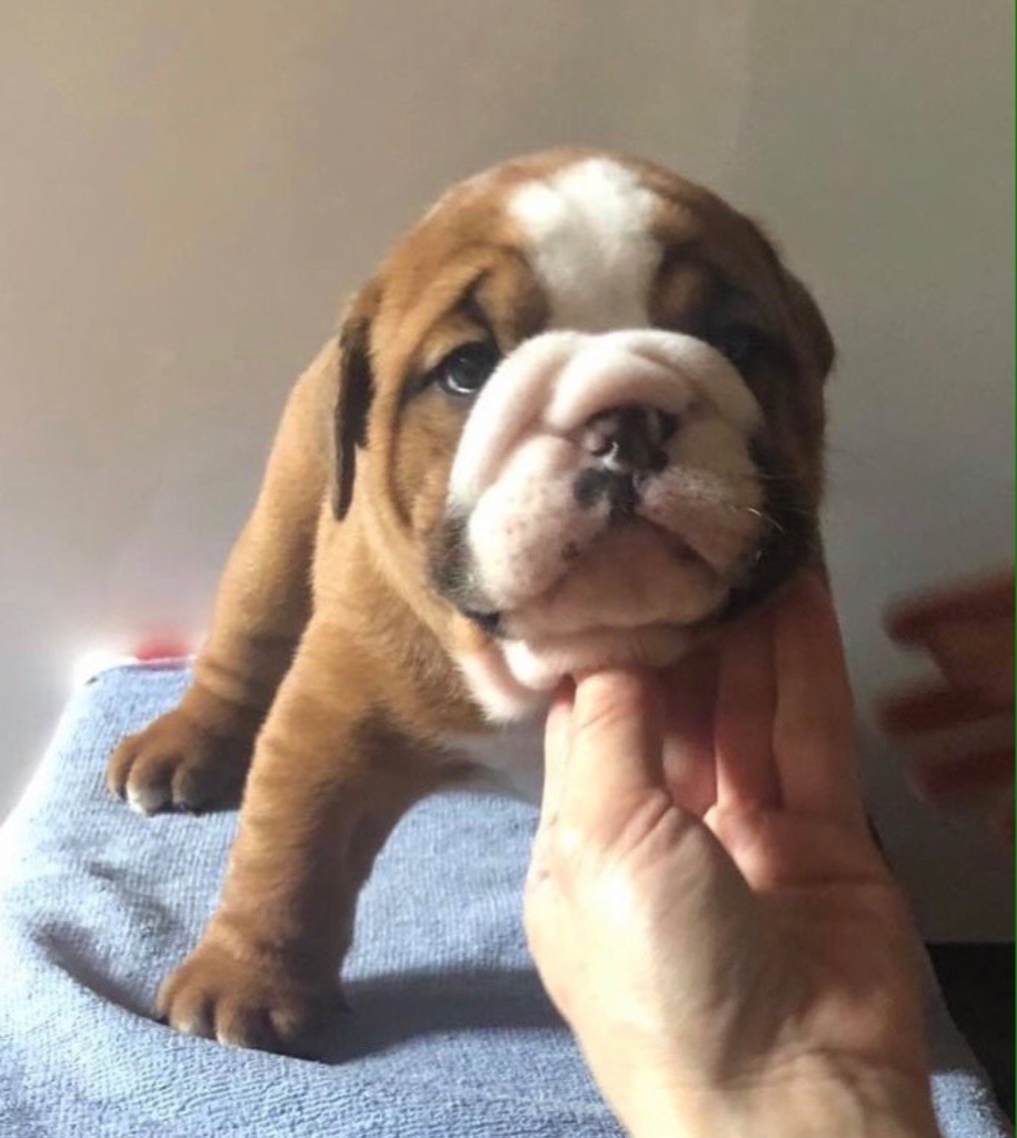 Des P’tits Chamalow - Chiots disponibles - Bulldog Anglais